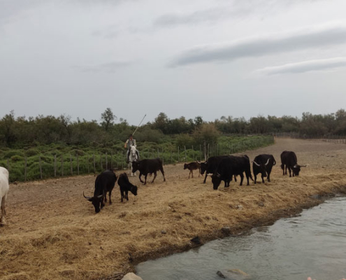 camargue15